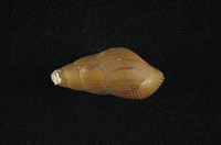 藏品(川蜷)的圖片